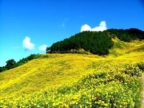 dã quỳ, Đà Lạt