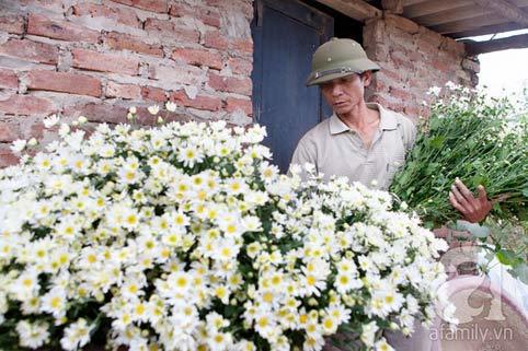 Tây Hồ, làng hoa, cúc họa mi, chợ hoa đêm