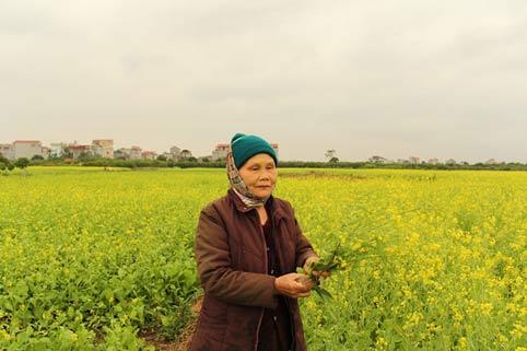 hoa cải, sông Đuống