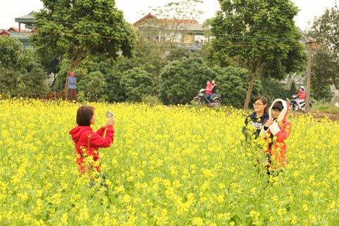 hoa cải, sông Đuống