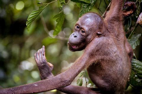 Những hình ảnh tuyệt đẹp về Sabah - Malaysia - VietNamNet