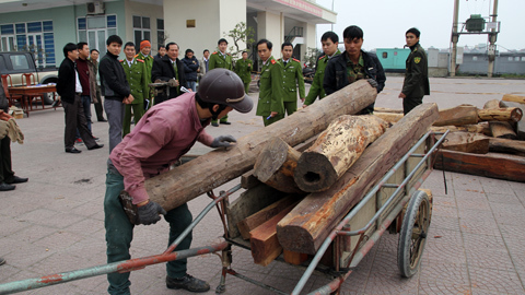 gỗ trắc, cân đo, chục tỷ, công an, thu giữ, Hà Tĩnh