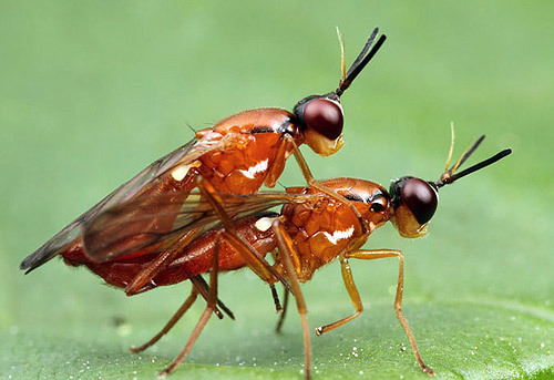 sex, tự nhiên, ong bắp cày, hút mật, kiến