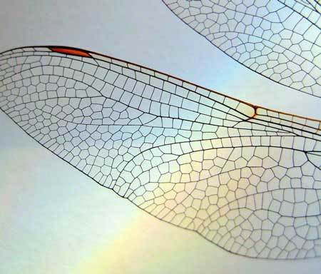 cấu trúc, thiết kế, nhóm fractal, tự nhiên, tạo hóa, kinh ngạc