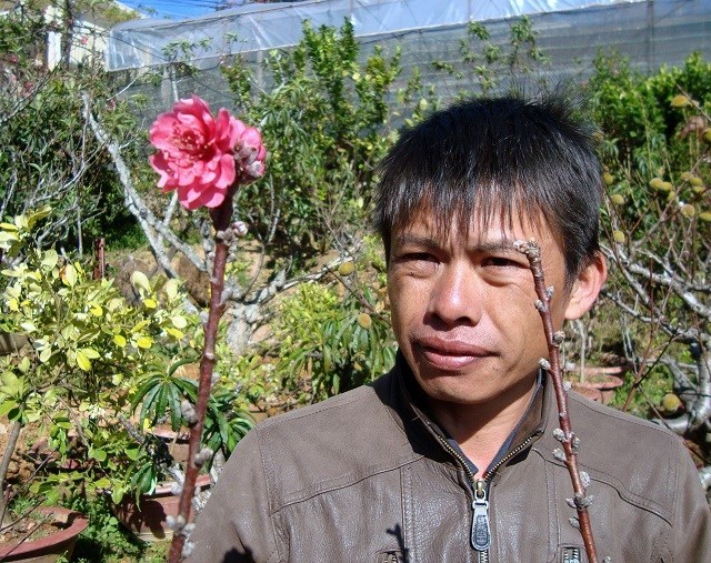 Độc đáo: Đào cổ thụ ra 5 loại hoa