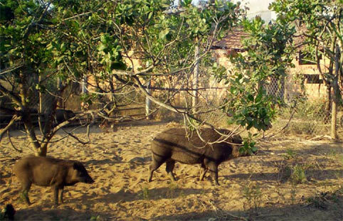 Nguyễn Văn Nam, Đèo Ngang, lợn rừng