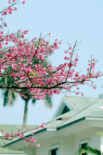 Hoa anh đào, Hà Nội, rực rỡ