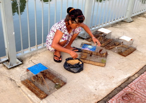 Chuyện 'chim trời, cá nước' cuối năm ở bờ kênh Nhiêu Lộc