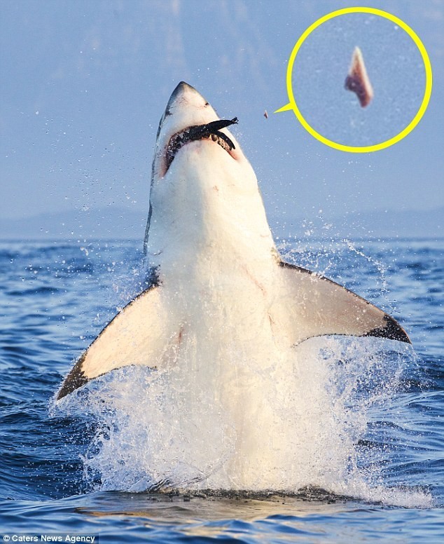 Cá mập trắng gãy răng vì đớp mồi quá mạnh