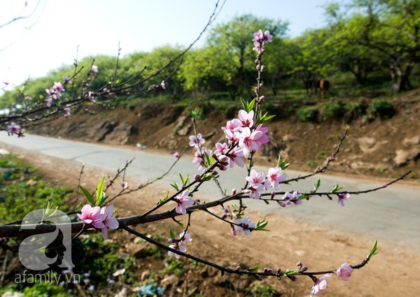 Mộc Châu, hoa đào, hoa mận