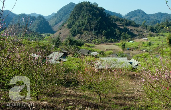 Mộc Châu, hoa đào, hoa mận