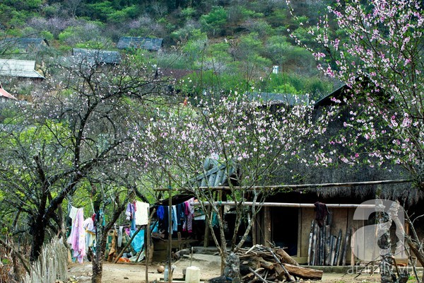 Mộc Châu, hoa đào, hoa mận