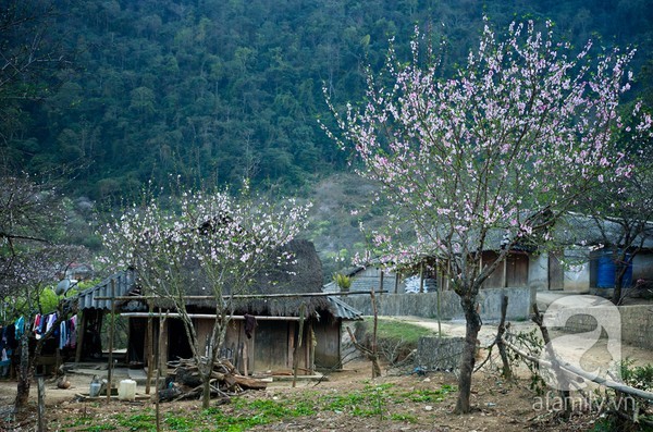 Mộc Châu, hoa đào, hoa mận