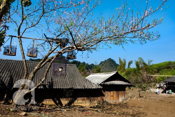 Mộc Châu, hoa đào, hoa mận
