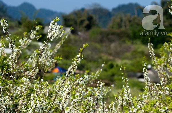 Mộc Châu, hoa đào, hoa mận