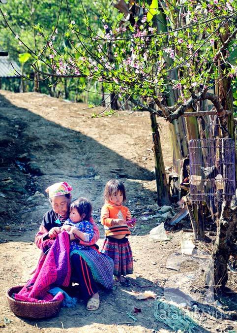Mộc Châu, hoa đào, hoa mận