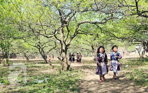 Mộc Châu, hoa đào, hoa mận