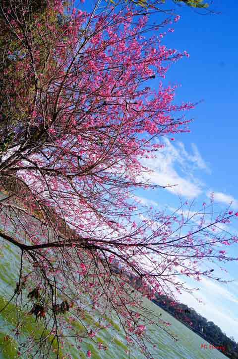 Mai anh đào, Đà Lạt, mùa xuân