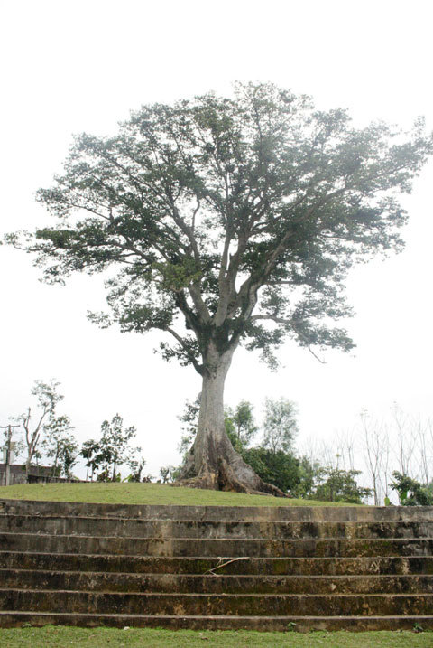 cây sui, xứ Nghệ, Nghệ An, trăm tuổi, Diên Tràng