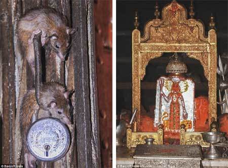 đền thờ , Ấn Độ, con chuột