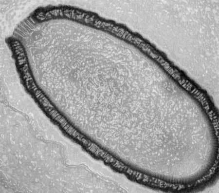 hồi sinh, virus khổng lồ, cổ xưa hồi sinh, virus khổng lồ, cổ xưa