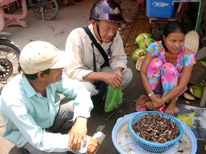 chợ, côn-trùng, Tịnh-Biên, Việt-Nam, tắc-kè, rắn, rắn-mối, bọ-rầy