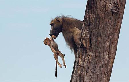 khỉ baboon, sư tử, giết khỉ mẹ, âu yếm khỉ con, cảnh lạ thường