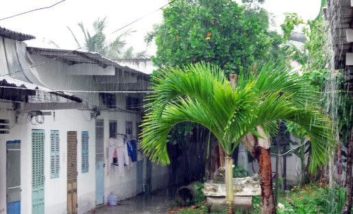 mưa vàng; Cần Thơ