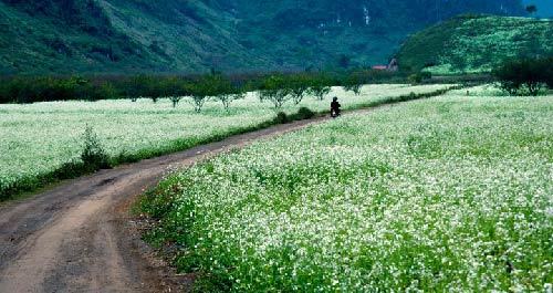 cánh đồng, đồi chè, tam giác mạch, thung lũng