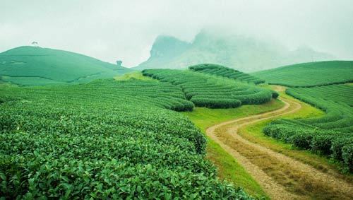 cánh đồng, đồi chè, tam giác mạch, thung lũng