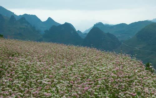 cánh đồng, đồi chè, tam giác mạch, thung lũng