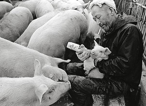 ảnh đẹp, hạnh phúc, nông dân, nuôi lợn, yêu thương