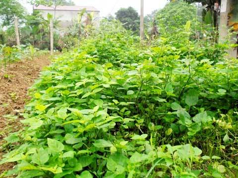 Hà Nội: Cả làng ăn đặc sản rau dại ‘cứu đói’