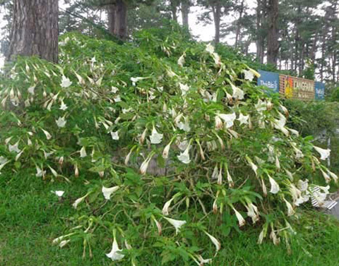 Cây Borracheno trong tự nhiên có hình dáng gần giống hoa loa kèn