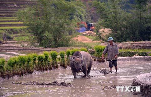 ruộng bậc thang, Sapa, mùa nước đổ