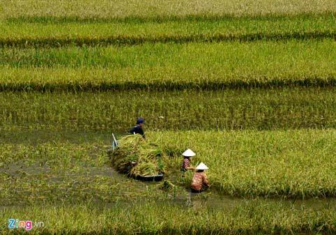 mùa vàng, Bích Động, Tam Cốc, Ninh Bình, Hoa Lư