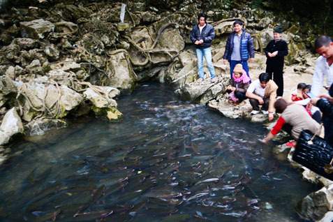Người dân địa phương tin rằng những con cá ở dòng suối này chính là thần linh. Ở suối cá thần có hàng nghìn hàng vạn con cá