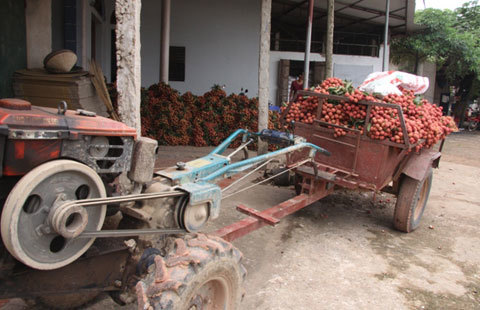 Bắc Giang, Lục Ngạn, vải thiều, rớt giá...