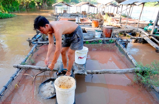 miền-Tây, cá, đặc-sản, món-nhậu, nông-dân, tiền-tỷ