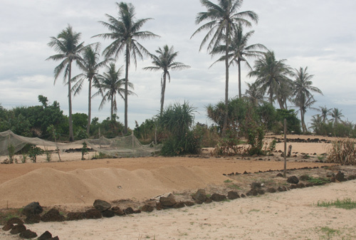 Tháng bảy, tháng tám mùa làm đất, cát vụn san hô mục dưới đáy biển được hút về đổ lên mặt ruộng một lớp dày khoảng 4 cm, sau khi trải một lớp rong biển khô