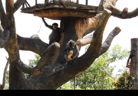 Mẹ con khỉ sóc Nam Phi được nuôi ở khu du lịch Đại Nam