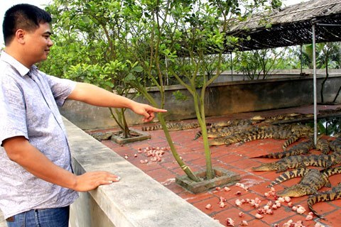 31 tuổi, Nguyễn Quang Hiển là chủ của hai trang trại cá sấu giá bạc tỷ