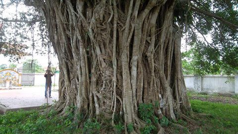 cây sanh, Lệ Thủy, trăm tuổi