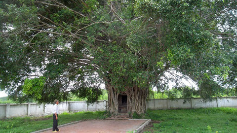 cây sanh, Lệ Thủy, trăm tuổi