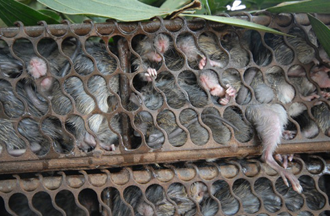 Mỗi ngày, Campuchia xuất khẩu cả tấn chuột sang VN