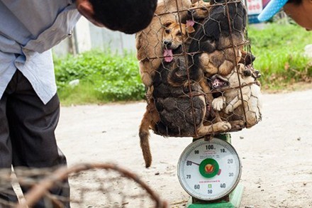 Thịt chó nhập lậu vào Việt Nam
