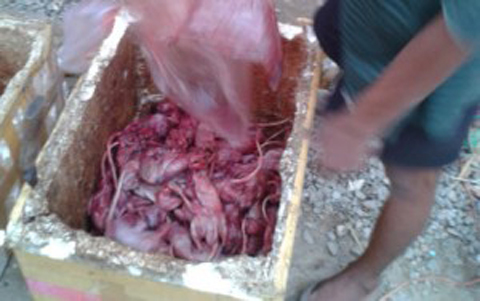Món bò viên được chế biến từ nguyên liệu chính là... thịt chuột cống ở Campuchia