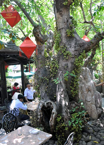 Bước ra sân vườn là những cây cổ thụ quí hiếm. Từ cây tùng La Hán, cây me dáng thế tự nhiên độc nhất, cây thiên tuế, cội sung... có tuổi đời từ 300 đến 600 năm