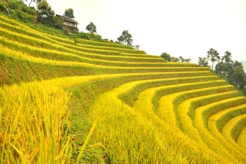 Mù Cang Chải, Du lịch Tây Bắc, Vùng núi Tây Bắc, Du lịch Yên Bái