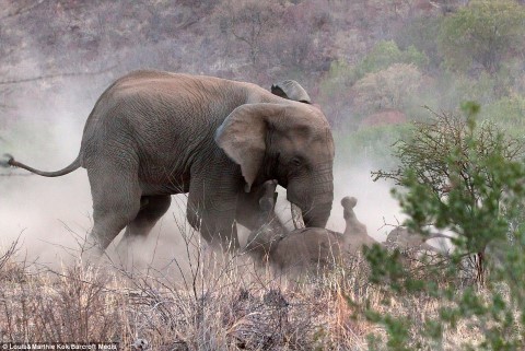 voi đực, tấn công, tê giác, bảo vệ con, cuộc chiến